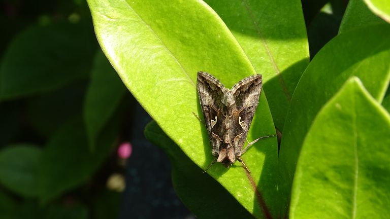 Een gamma-uil (foto: Francine van den Broek Jungbeker).