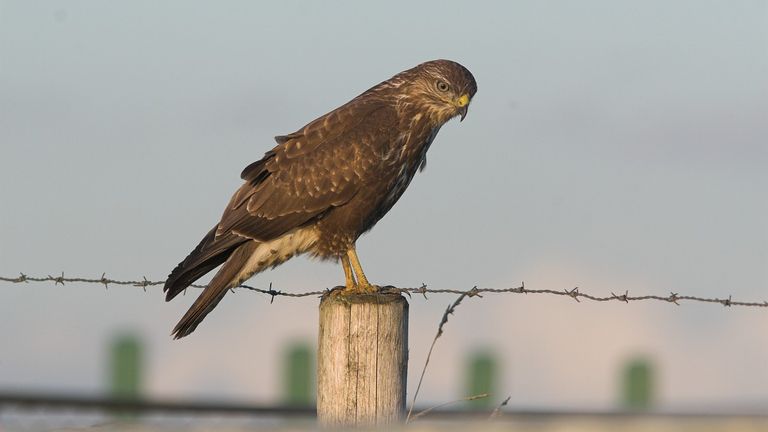 Een buizerd (foto: Saxifraga/Martin Mollet).