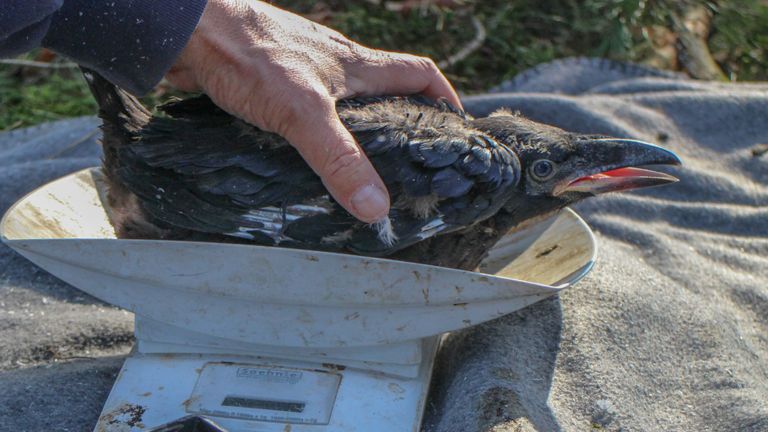 Jonge raaf wordt gewogen op de Maashorst (Foto: Vogelwacht Uden)