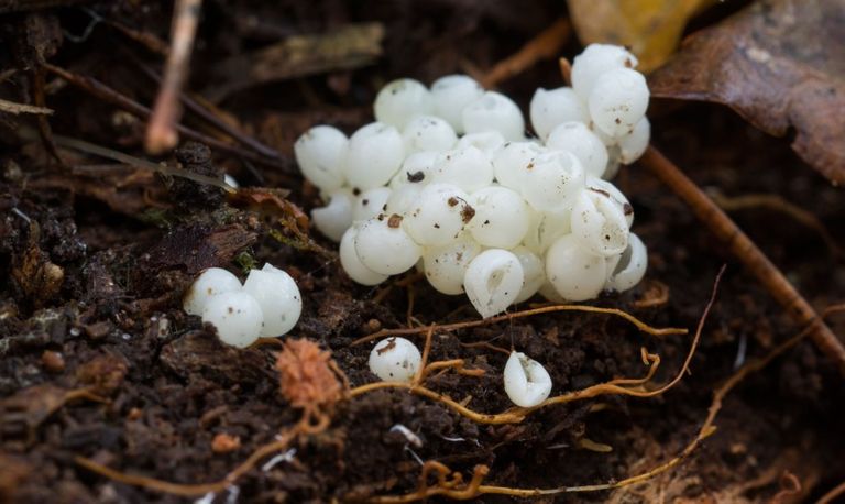 Eitjes, vermoedelijk van een naaktslak (foto: Henk Sieba).