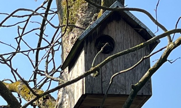 Een eekhoornhuisje (foto: Francis Thole).