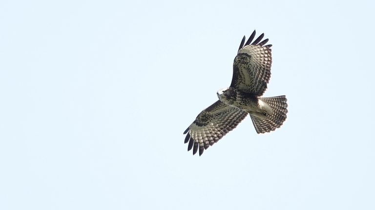 Een buizerd tijdens een vlucht (foto: Tom en Nellie van den Heuvel).