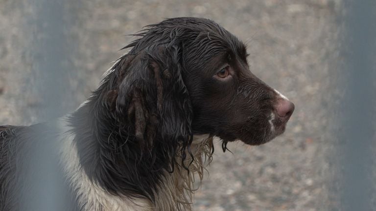 De honden van Paridaans waren er slecht aan toe (archieffoto: NVWA).