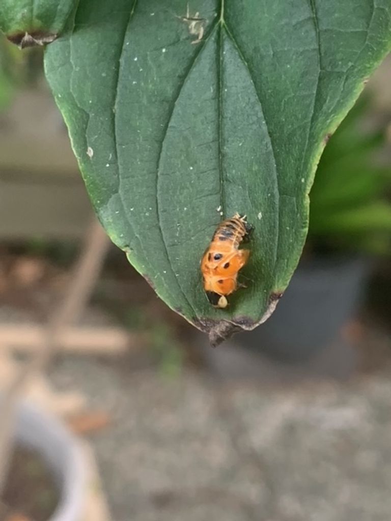 De pop van een lieveheersbeestje (foto: Paula Spruyt).