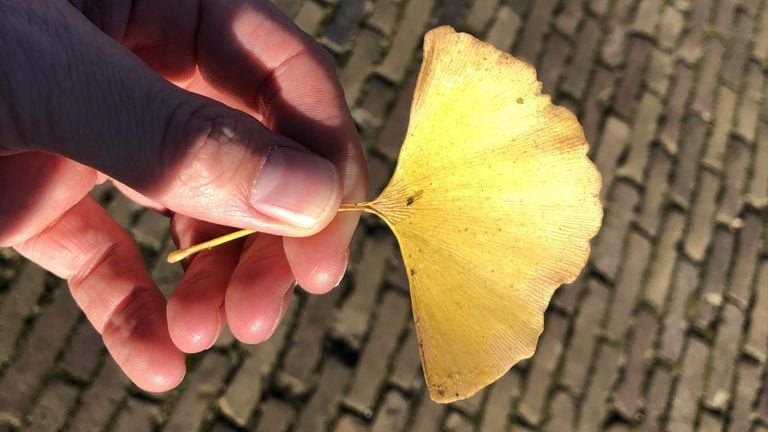 Ginkgo-bladeren worden soms ook gebruikt ter decoratie.