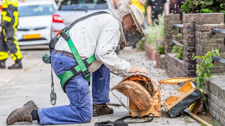 De bijen worden overgeplaatst in een speciale houten kist (foto: Jack Brekelmans/SQ Vision Mediaprodukties).