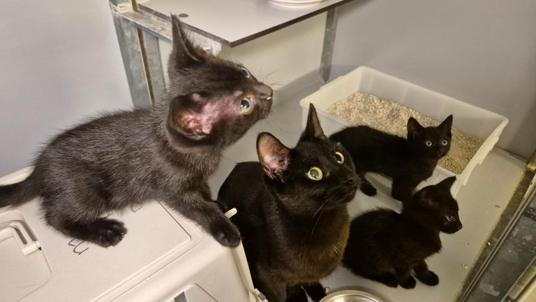 Het kattengezin maakt het inmiddels goed (foto: Collin Beijk)