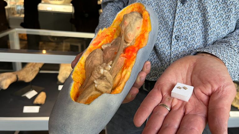 In het museum hebben ze een reconstructie van het ei gemaakt en hebben ze twee piepkleine stukjes van de schaal (foto: Omroep Brabant).