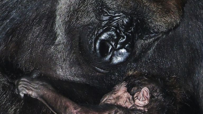 Het zojuist geboren kleintje wordt gekoesterd (foto: Safaripark Beekse Bergen).