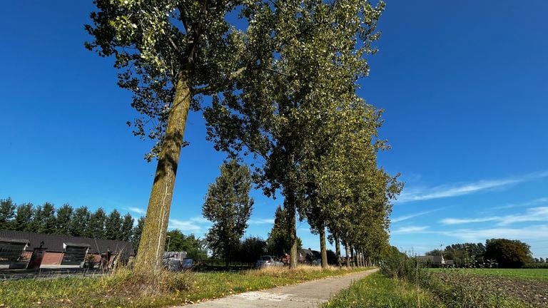 107 populieren gaan er in Best geoogst worden (foto: Rogier van Son).