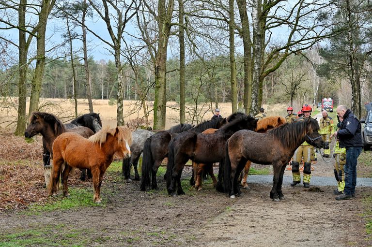 De kudde bleef staan in de buurt van het paard dat vast zat in het wildrooster (foto: Toby de Kort/SQ Vision). 