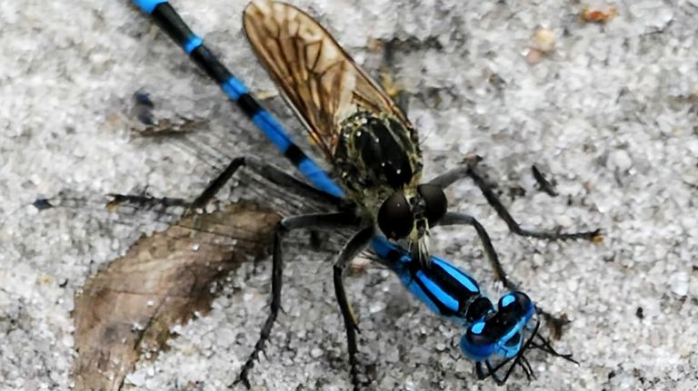 Een zandroofvlieg vangt een variabele waterjuffer (foto: Marianne Wijten).