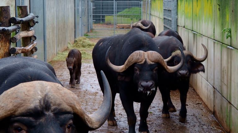 In de Beekse Bergen staan in totaal acht Kaapse buffels (foto: Beekse Bergen).