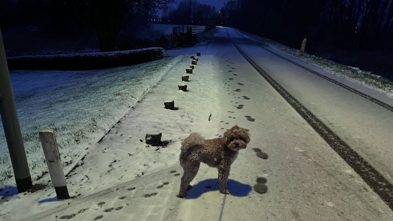 Buddy in de sneeuw in Maren-Kessel (Foto: Mieke Welten)