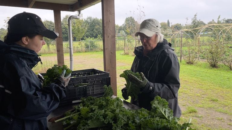 Vrijwilligers maken boerenkool schoon voordat het naar de voedselbank gaat (foto: Megan Hanegraaf).