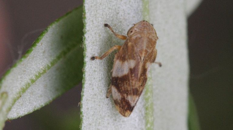 Een zogenoemd schuimbeestje (foto: Saxifraga/Rutger Barendse).