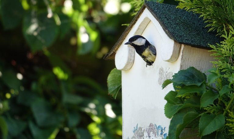 Een koolmees in een nestkast. (foto: A Beijeman via Pixabay).