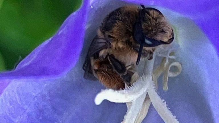 Slapende klokjesdikpoot in campanula (foto: Vanessa Webley).