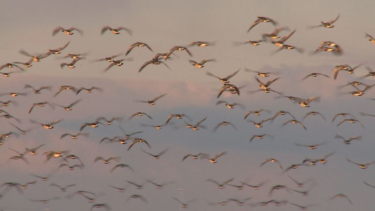 Duizenden brand en kolganzen in de winter boven de Biesbosch (Foto: Omroep Brabant) 