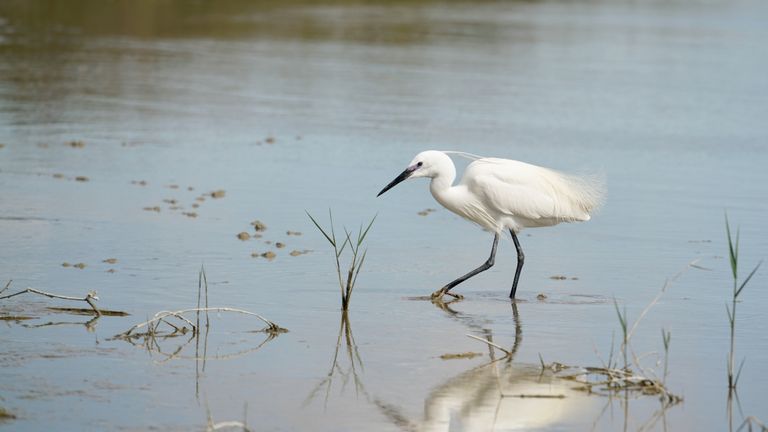 Kleine zilverreiger (Twan Teunissen/Staatsbosbeheer)