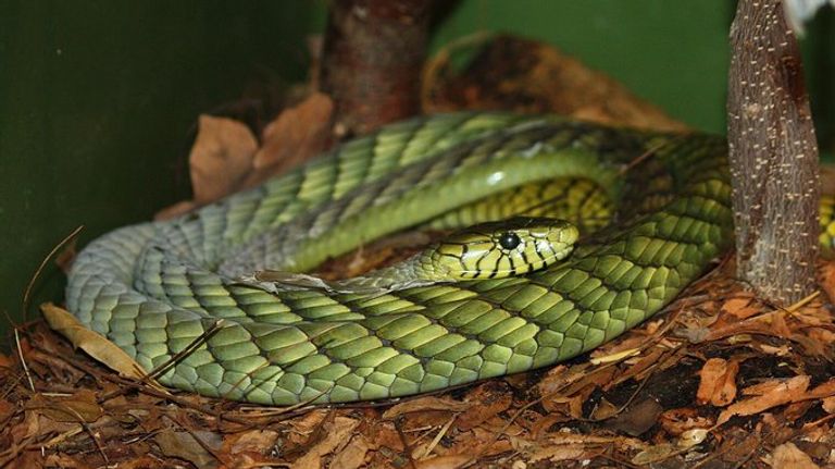 De groene mamba (foto: gemeente Tilburg).