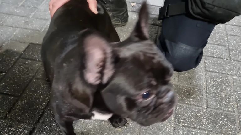 De hond werd zaterdagavond gevonden bij het station in Roosendaal (foto: Facebook politie basisteam Roosendaal).