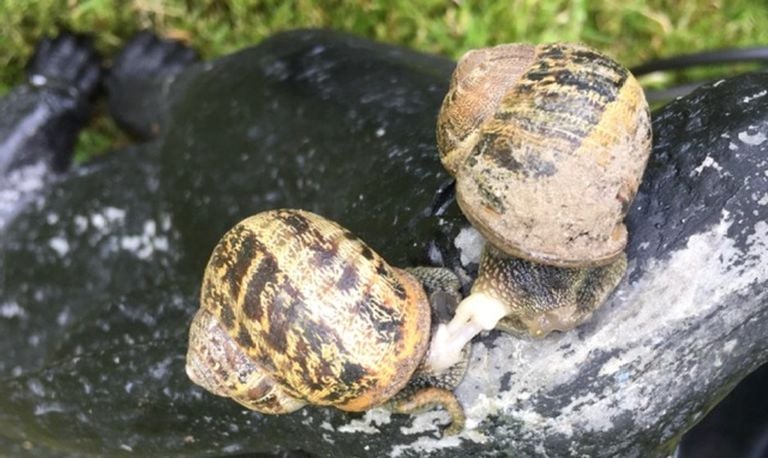 Parende segrijnslakken (foto: Arnout Smit).