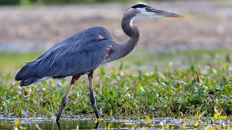 Een blauwe reiger (foto: Wiegots via Pixabay).