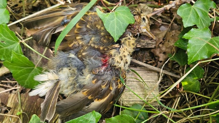 Diana is nieuwsgierig welke vogel zij dood vond (foto: Diana de Rooij).