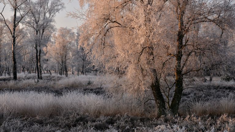 De Strabrechtse Heide.