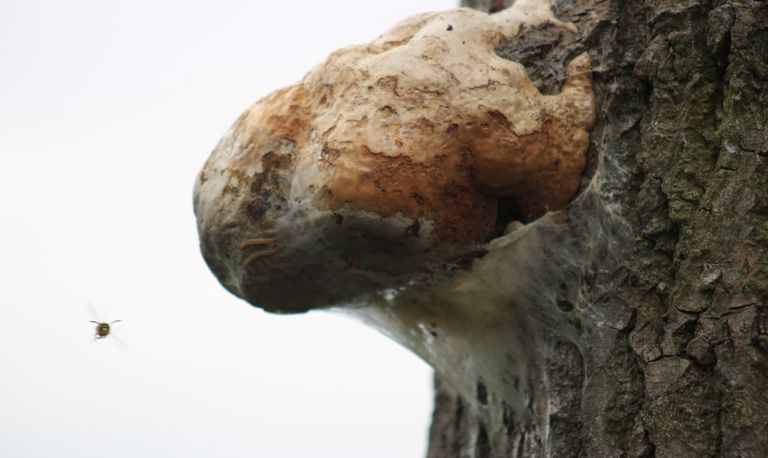 Een uitkomende tonderzwam met rupsen erop (foto: Martijn Legius).