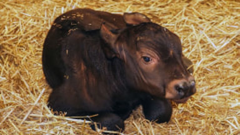 Kato is een Kaapse buffel en is net geboren in Safaripark Beekse Bergen (Beekse Bergen/Mariska Vermij - van Dijk)