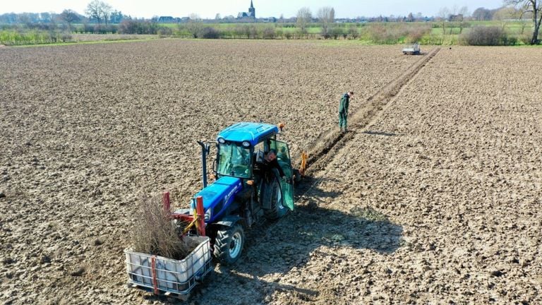 Het opnieuw maken van Maasheggen (foto: Lars van Peij). 
