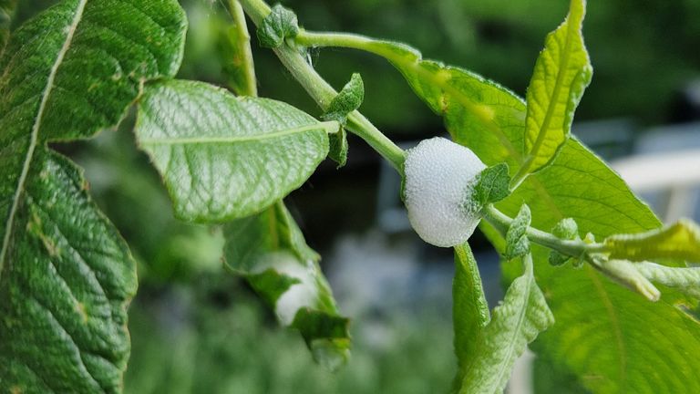 Een soort spuug op een plant (foto: Lettie Nieuwenhuizen).