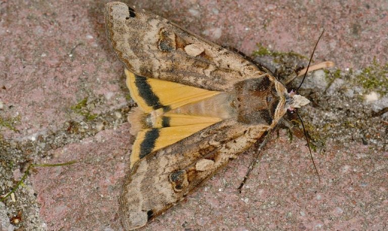 De huismoeder-nachtvlinder  (foto: Saxifraga/Peter Gergely).