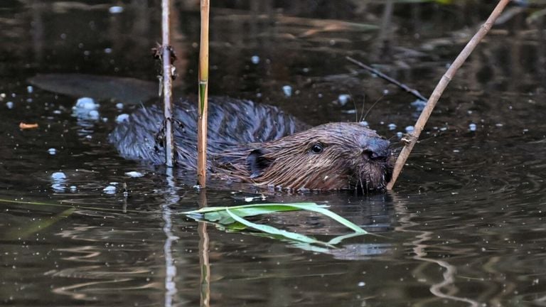 Bever zwemt in Oisterwijk (Foto: Toby de Kort)