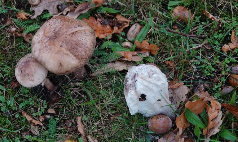 Wat is dat witte ding naast deze twee paddenstoelen, vraagt Wim van Helvoort zich af.
