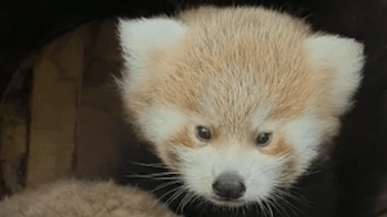 De rode panda's verblijven nu nog in hun nest (foto: ZooParc Overloon).