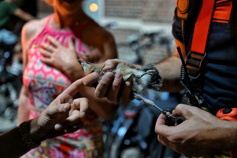 Een brandweerman haalde vakkundig het plastic van het pootje van de Vlaamse gaai (foto: Toby de Kort/SQ Vision).