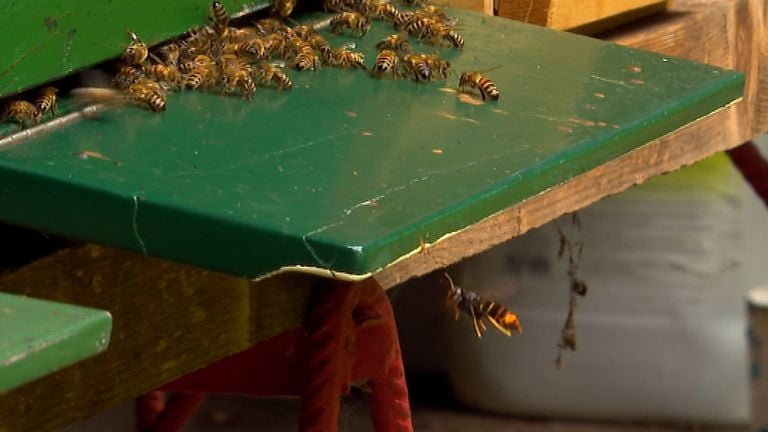 De Aziatische hoornaar (rechtsonder) op jacht