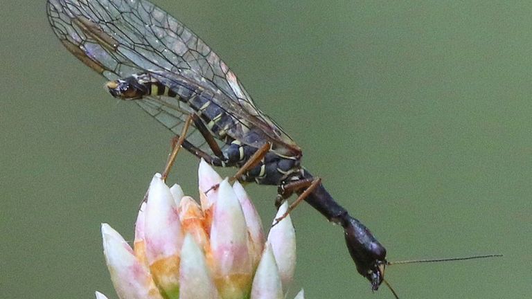 Een hangaderkameel (foto: Ruut Aussems).