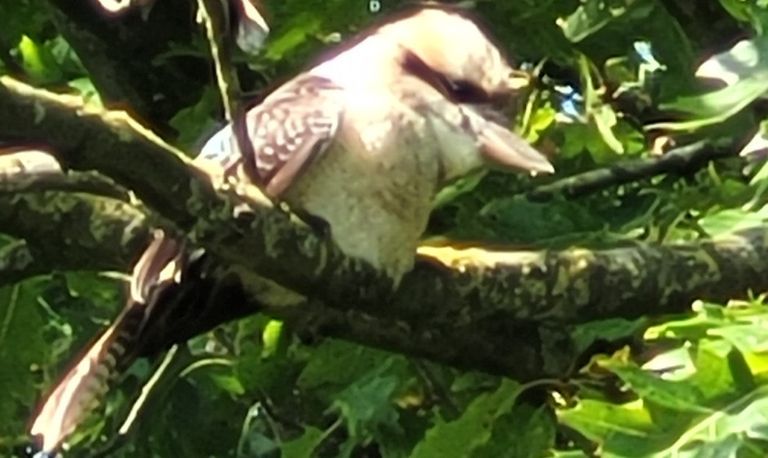 Een Australische ijsvogel, de kookaburra (foto: J. van Wijk).