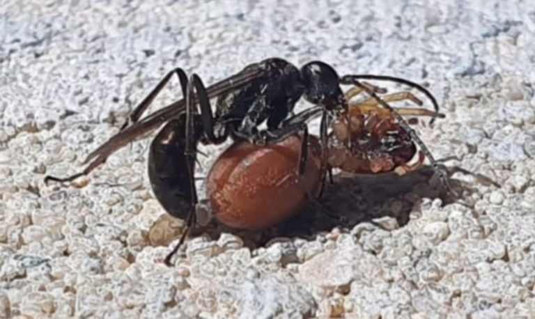 Een spinnendoder heeft een spin gegrepen (foto: Nina Das).