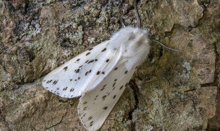 De witte tijgervlinder (foto: Ian Lindsay via Pixabay).