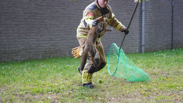 Beet: de brandweerman gaat in Dorst een gewonde vos opscheppen (foto: Jeroen Stuve/SQ Vision Mediaprodukties).