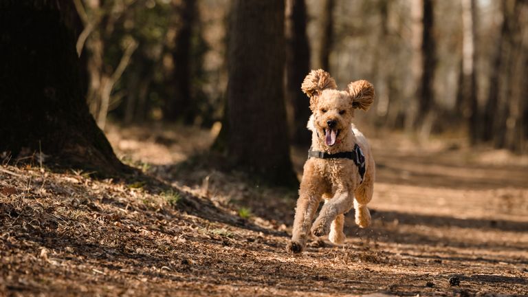 Tynke zou graag weer een keer een sprintje trekken (foto: Mindy van den Broek).