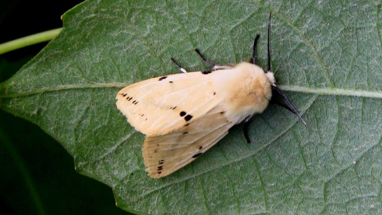 Een gele tijger (foto: Saxifraga/Peter Meininger).