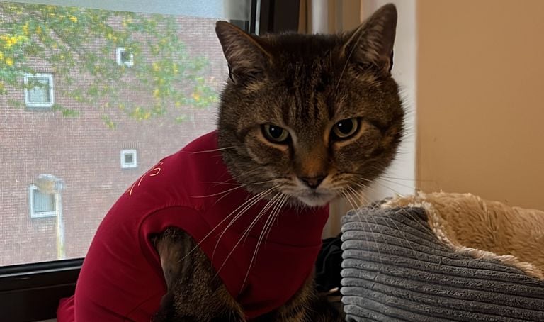 Rudy is een week geleden beschoten (eigen foto).