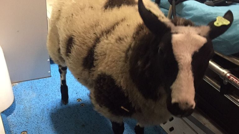 Het schaap bleek afkomstig van een kinderboerderij in Eindhoven (foto: Facebook Dierenambulance Brabant-Noordoost).