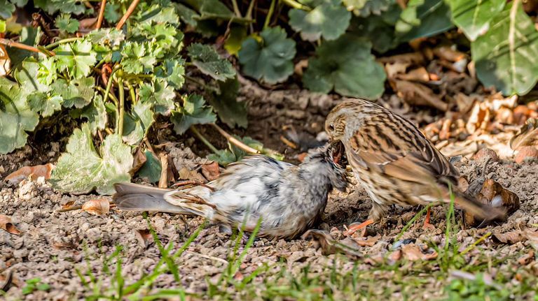 Een heggenmus doet zich tegoed aan dode mus (foto Tonnie van Ravestijn).